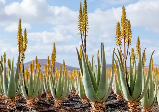 De onde vem o aloe vera?