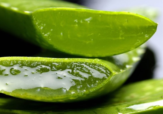 Vantagens do aloe vera