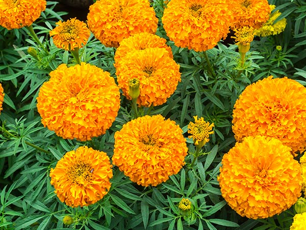 Jardim de flores calêndula flor calendula