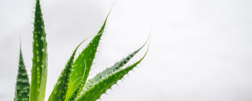 Fotografia de perto das folhas verdes de uma planta de aloe com fundo branco