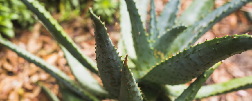 Close-up da planta de cacto agave