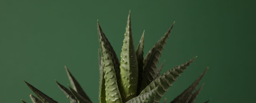 Planta de transplante com mãos em ângulo alto
