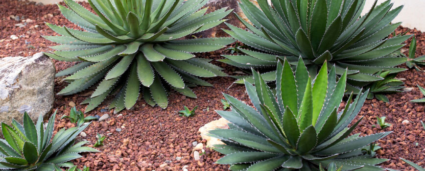 Cactos frescos plantas que crescem em estufa