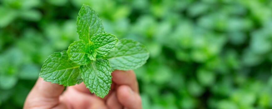 Ramo de folha de menta verde.