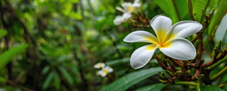 Flor de Plumeria Branca e Amarela em Jardim Tropical