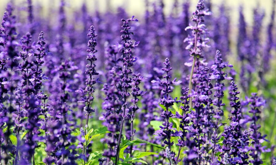 Um impressionante campo de vibrantes flores de lavanda em plena floração sob a luz do dia.