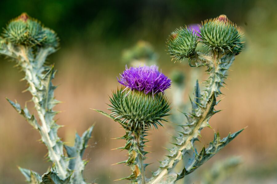 Um primeiro plano de uma vibrante flor de cardo roxo sobre um fundo natural borrado.