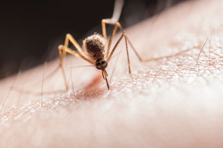 Foto macro capturando um mosquito perfurando a pele com seu probóscide, destacando seu papel como praga.