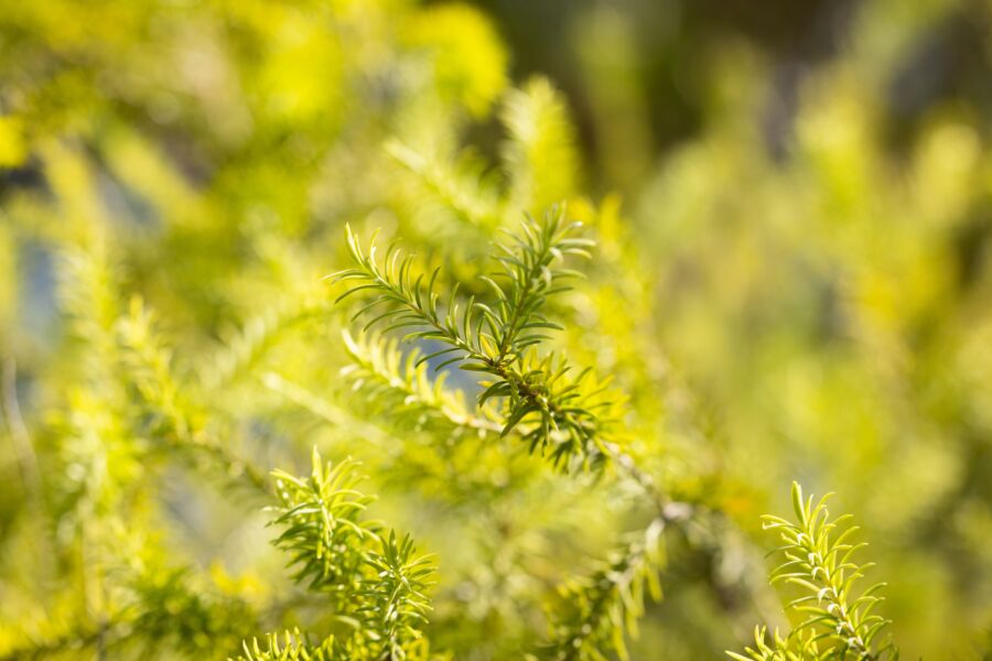 Close-up de folhas de alecrim sob a luz do sol, com vegetação exuberante.