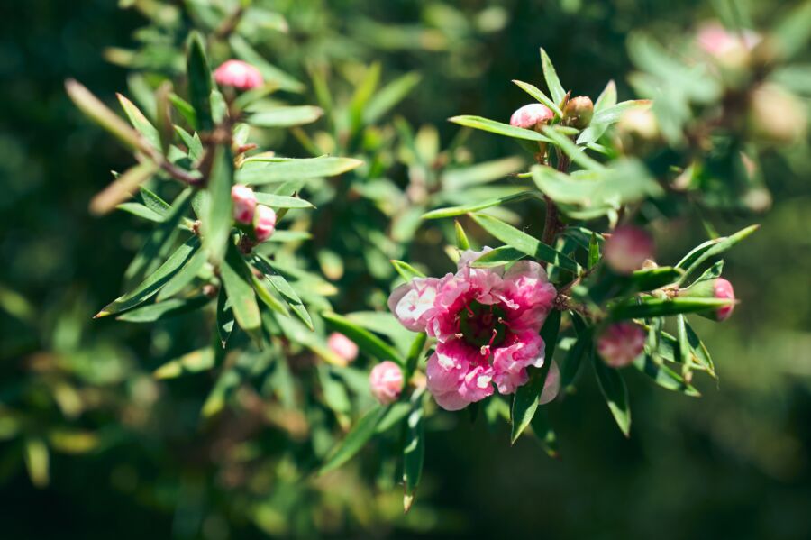 Um close de uma flor rosa de Leptospermum à luz do sol destacando as suas pétalas delicadas.