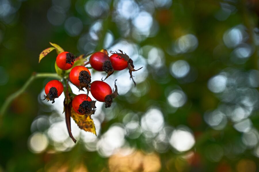 Imagem em close de rosas vibrantes num ramo com fundo bokeh.